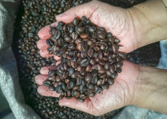 Liberika,  Kopi Jumbo dari Lahan Gambut: Sejarah, 9 Fakta Unik, dan Manfaatnya