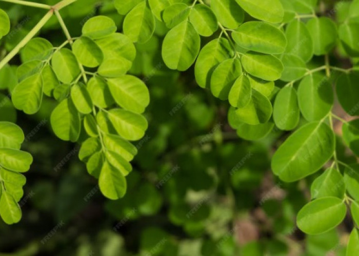 Dari Teh hingga Keripik: 9 Cara Seru Olah Daun Kelor yang Kaya Nutrisi