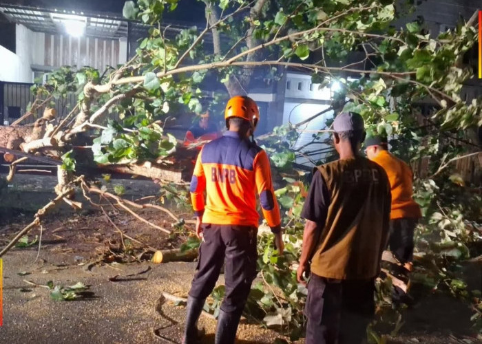 Di Kabupaten Malang, Pohon Tumbang di Dua Tempat, Banjir di Pakis 