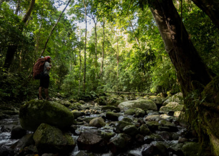 7 Agustus Hari Hutan Indonesia, Simak Sejarahnya dan Kenali Hutan Penting yang Ada di Malang