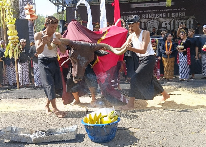 Sinergi Budaya dan Wisata: Ribuan Warga Padati Kirab Ngarak Banteng 1 Suro Empu Supo ke-18 di Songgoriti