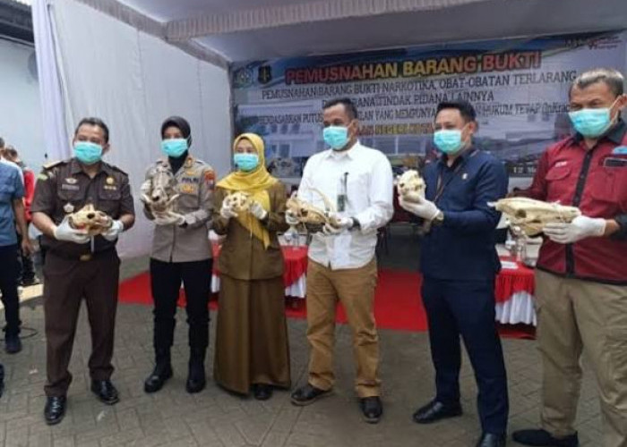 Jual Tengkorak Satwa Dilindungi via Facebook, Barang Bukti Dibakar Kejari Kota Malang