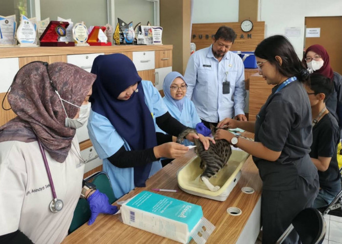 World Rabies Day 2026, FKH UB dan Dispangtan Malang Sterilisasi Lebih dari 50 Kucing