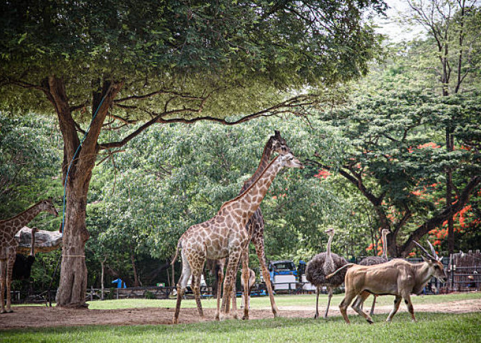 World Zoothanasia Day: Mengingat Nasib Hewan di Kebun Binatang Indonesia