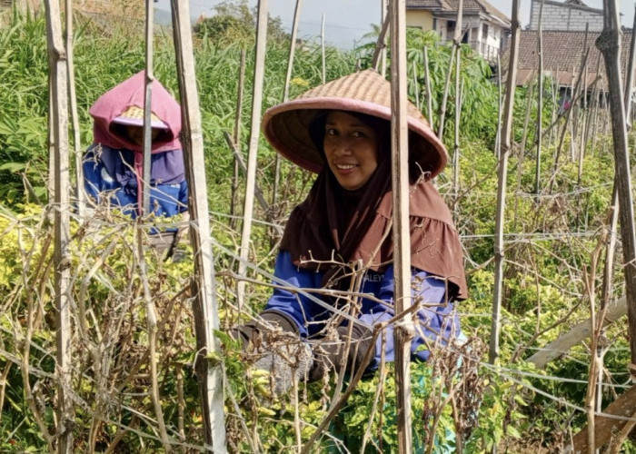 Harga Cabai Rawit Rp60 Ribu, Petani Batu Ketiban Berkah di Tengah Pasokan Menipis