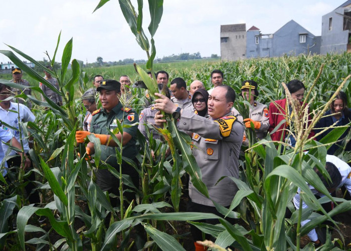 Polresta Malang Kota Ajak Mahasiswa Panen Raya Jagung Serentak, Hasilkan 1,8 Ton