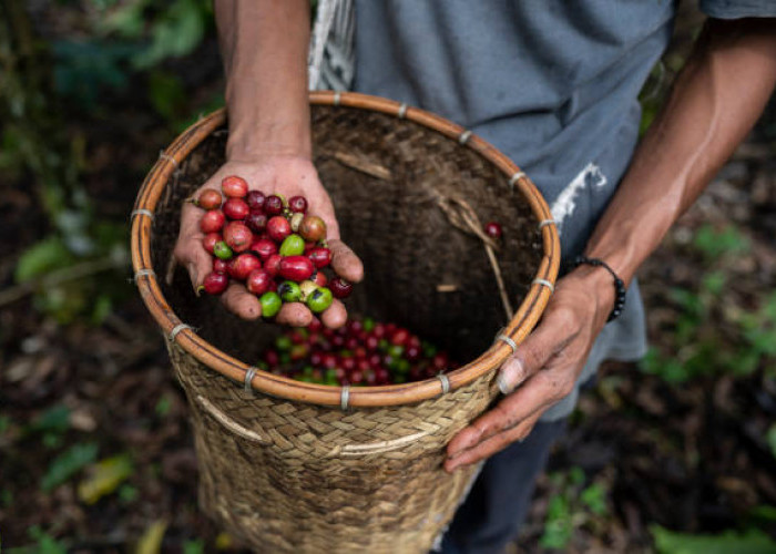 9 Fakta Unik Kopi Kerinci: Emas Hitam dari Lereng Gunung Berapi Tertinggi di Sumatera