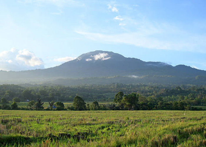 31 Juli Hari Penjaga Hutan Sedunia, Pahlawan Dalam Senyap Penjaga Alam Terus Bernafas Hingga Hari Ini