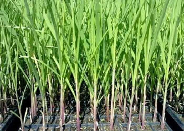 Lolos Audit Kementan, Ribuan Hektare Benih Tebu Siap Dibagikan ke Petani Malang