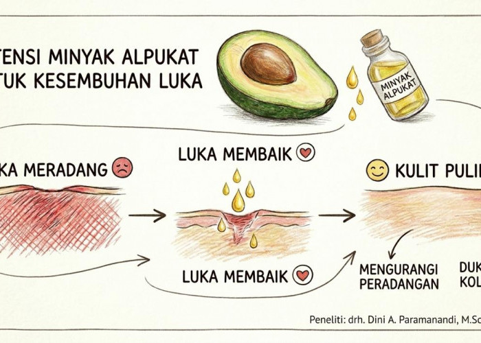 Buah Alpukat Ternyata Bisa Bantu Percepat Penyembuhan Luka, Dosen FKH UB Ungkap Potensinya