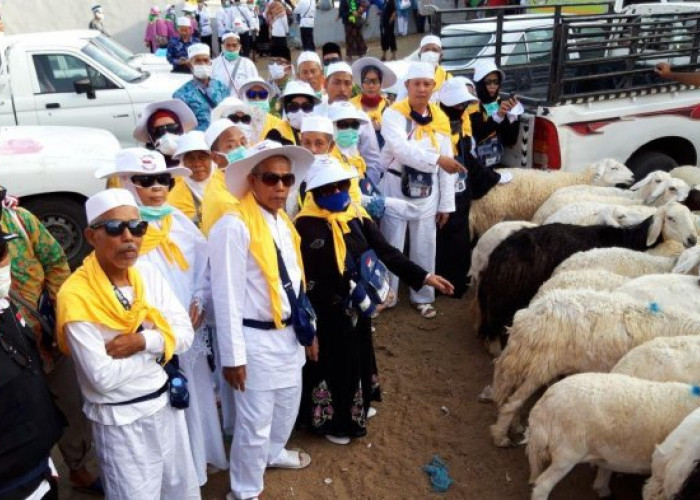 Dam Jemaah Haji Indonesia Tembus 126 Ribu Ekor Domba, Daging Kurban Akan Disalurkan ke Palestina