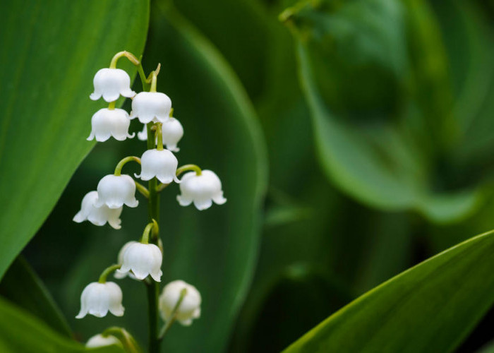 Lily of the Valley, Bunga Harum Bersejarah dengan Makna Mendalam dan Manfaat Medis
