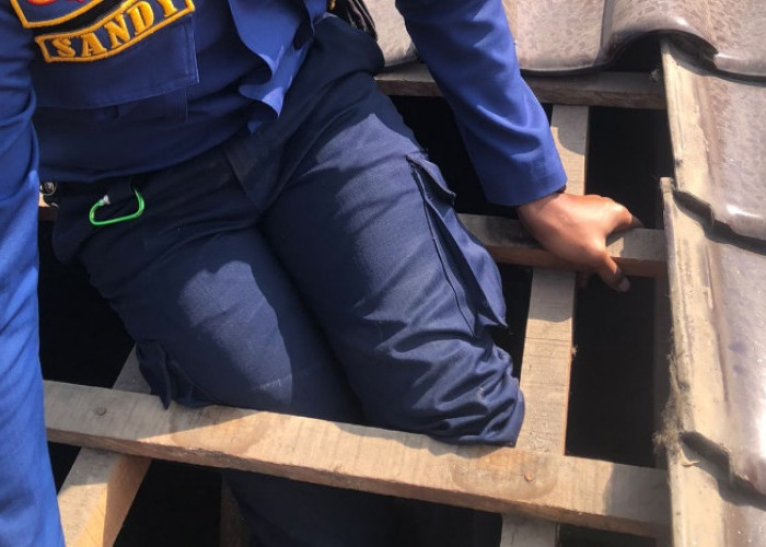 Tim Damkarmat Kota Batu Evakuasi Tokek dari Plafon Rumah Warga di Temas