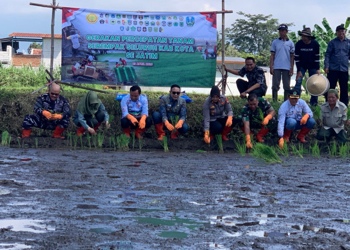 Produksi Padi Digenjot, Pemkot Malang Turunkan 10 Ton Benih untuk Petani