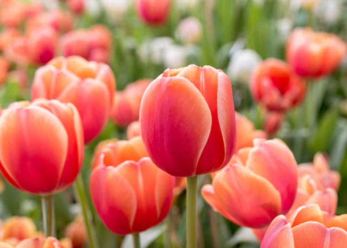 Tulip, Bunga Ikonik yang Memikat Dunia: Sejarah, 9 Makna Simbolik, dan Pesonanya