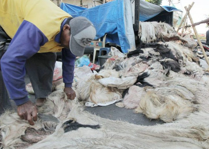 Hukum Menjual Kulit Hewan Kurban, Bolehkah Uangnya untuk Fakir Miskin? Ini Penjelasan Buya Yahya