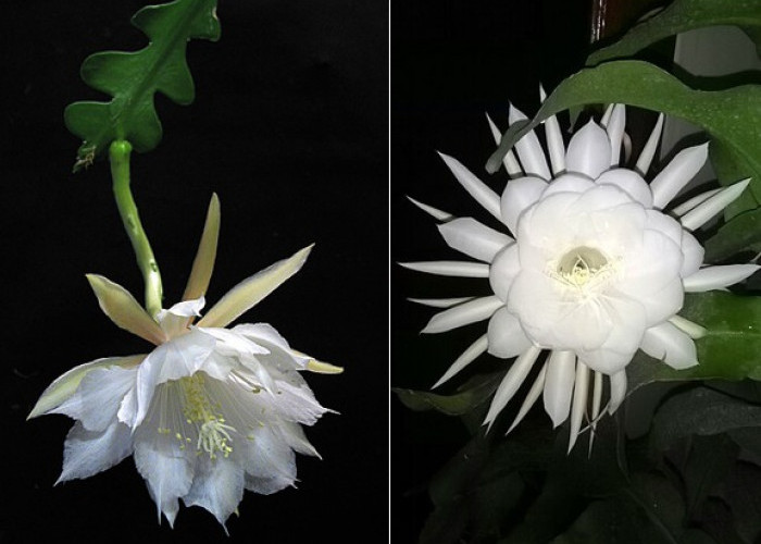 Jati Diri dan 9 Makna Kembang Wijaya Kusuma, 'Pusaka Prabu Kresna yang Bisa Hidupkan Orang Mati' 