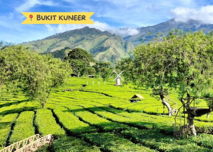 Hari Teh Internasional 15 Desember, Melihat Kebun Teh Wonosari Lawang, Si Tua yang Kian Eksotis 