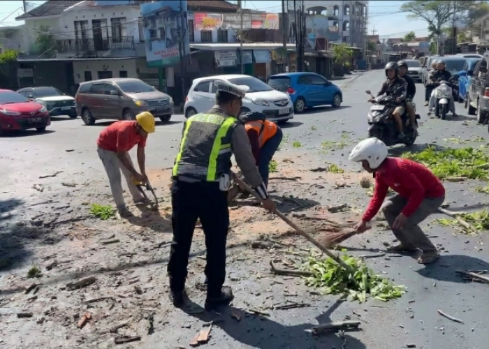 Musim Kemarau dan Angin Kencang Picu Dahan Pohon Patah di Jalan Provinsi Kawasan Pendem