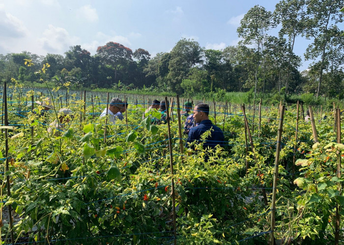 Petani Cabai Malang Panen Melimpah, Harga Tetap Tinggi Distribusi Jadi Sorotan