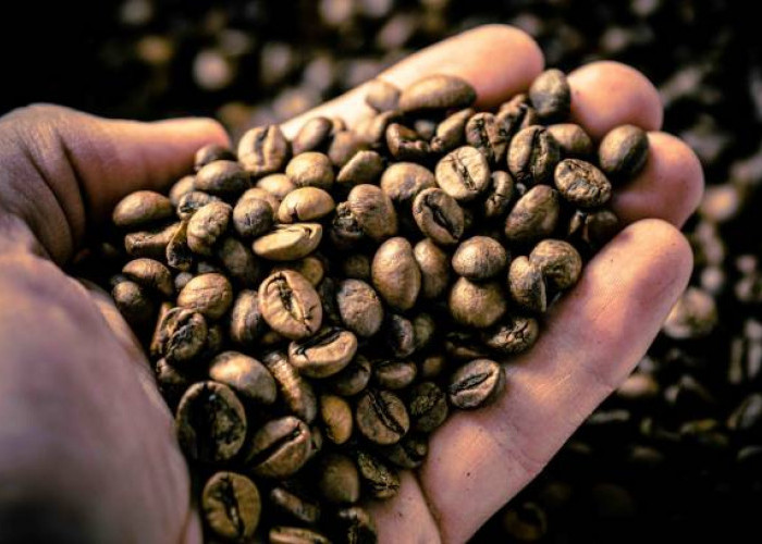Excelsa, Si Kopi Langka dari Asia: Sejarah, 9 Fakta Unik, dan Manfaatnya