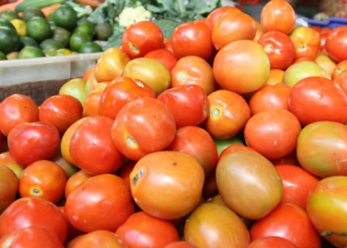 Harga Tomat di Kota Malang Naik, Kini Tembus Rp15 Ribu per Kg