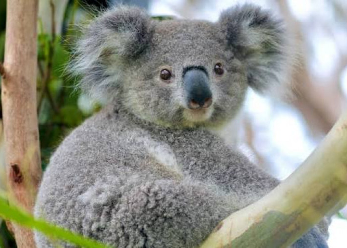 5 Hewan Paling Unik di Dunia, Fakta Koala hingga Ikan Mola-Mola