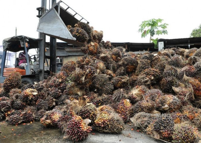 Limbah Sawit Pangkas Biaya Pakan Ternak hingga 40%, Peternak Malang Raya Didorong Manfaatkan