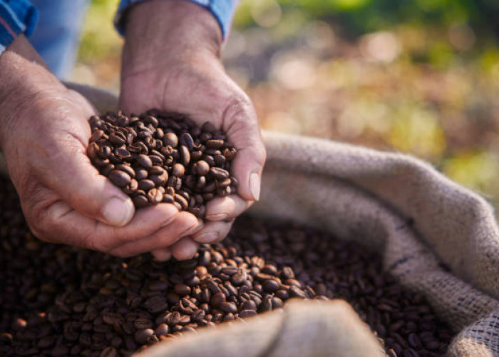 Arabika, Sang Kopi Bangsawan: Sejarah, 9 Fakta Unik, dan Manfaatnya