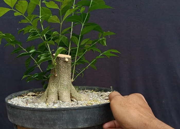 Anting Putri Batang Putih Jadi Bahan Bonsai, Ini Cara Menentukan Tunas yang Layak Dipertahankan