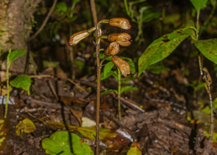Dua Spesies Anggrek Baru Ditemukan Balai Besar TNBTS di Lereng Gunung Semeru