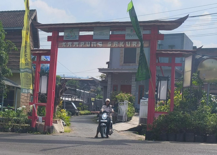Kampung Sakura Sidomulyo Batu Makin Hidup, Omzet Tembus Rp5 Juta saat Weekend