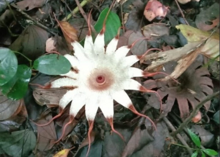 Rhizanthes Deceptor: Bunga Parasit Langka dari Hutan Tropis Sumatera