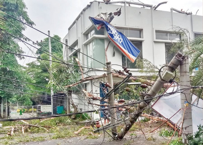 DLH Kota Malang Petakan 12.778 Pohon, Fokus Perempesan di Mayjend Sungkono Pasca Belasan Pohon Tumbang