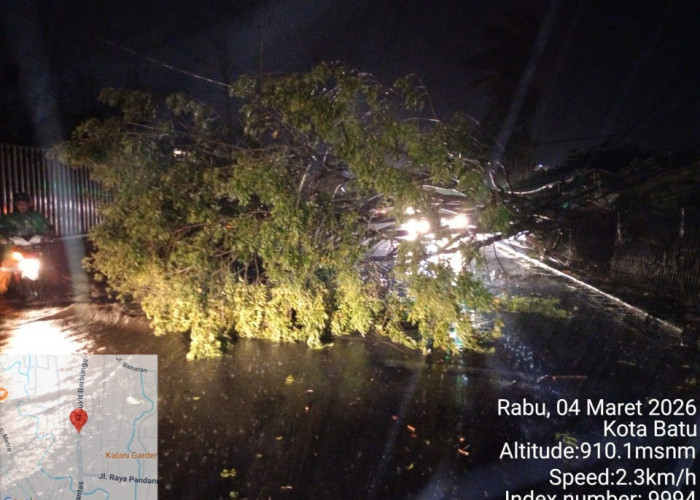 Hujan Deras Disertai Angin Kencang 40 Menit di Kota Batu, Puluhan Pohon Tumbang 