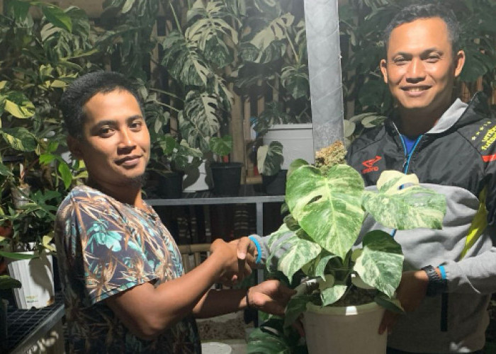 Liku-Liku Ali Wibowo Menekuni Plant Breeder, Profesi Langka yang Jadi Ladang Usahanya di Kota Batu   