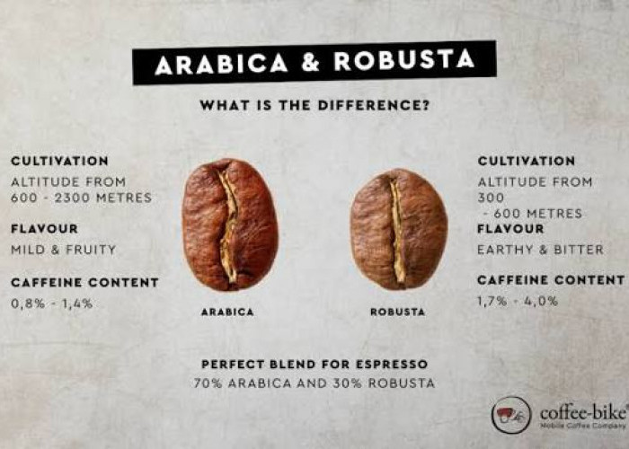 Robusta vs Arabika, Mana yang Kandungan Kafeinnya Lebih Tinggi? Ini Fakta yang Jarang Diketahui