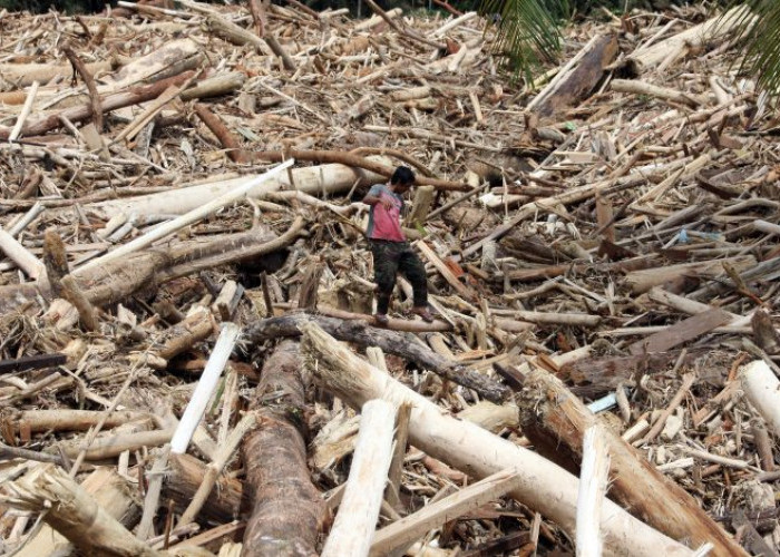 Banjir Bandang Bawa Kayu Gelondongan, Menhut Cabut 22 Izin Pemanfaatan Hutan Nasional, Total 1 Juta Hektare 