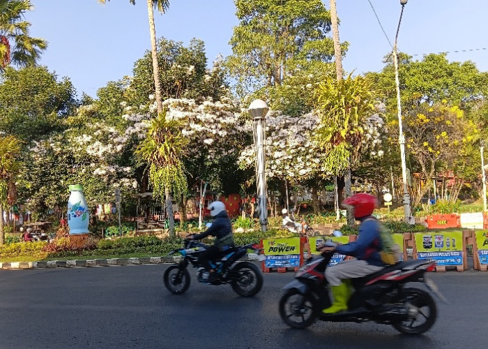 Tabebuya Mekar Serempak, Kota Batu Seperti Disulap Layaknya Negeri Sakura