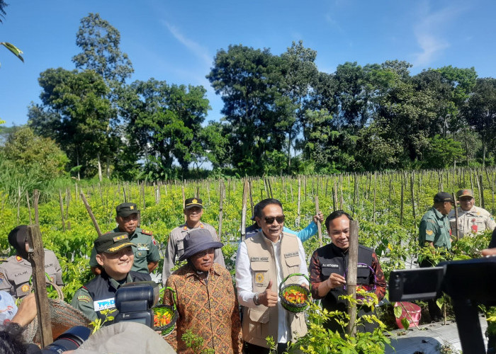 Upaya Kendalikan Harga di Pasar, Wali Kota dan Wakil Wali Kota Malang Panen Perdana Cabai di Wonokoyo