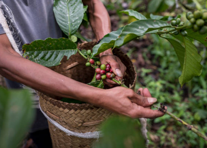 9 Fakta Unik Kopi Ijen Raung: Kopi Lereng Vulkanik dari Ujung Timur Jawa