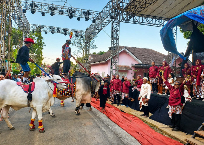 Jikar Sapi Jadi Magnet Ngingit Culture Carnival, Tradisi Lokal Naik Kelas
