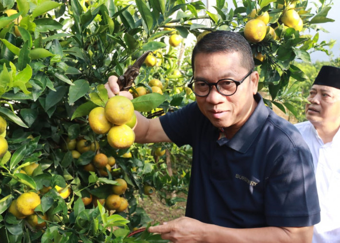 Kunjungi Perkebunan Jeruk di Desa Kucur,  Dau, Menteri Desa Janji Bantu Hilirisasi