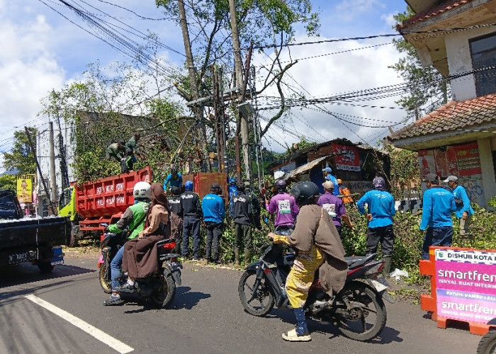 Evakuasi Pohon Raksasa di Batu Plasa Terkendala Kabel Semerawut; Butuh Puluhan Truk untuk Pembersihan