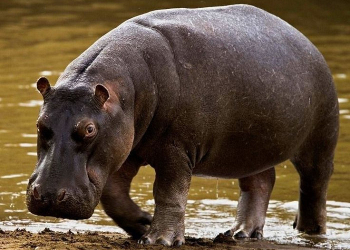 World Hippo Day 15 Februari: Sejarah Kuda Nil dan Peran Pentingnya bagi Ekosistem