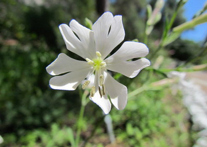 Gibraltar Campion, Bunga Langka dari Tebing Curam di Eropa, Muncul Lagi usai 70 Tahun Dinyatakan Punah