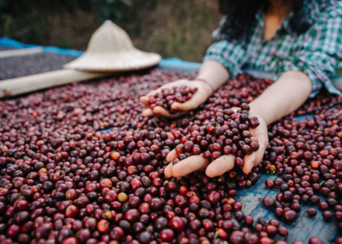 Robusta, Kopi Tangguh dari Dataran Rendah: Sejarah, 9 Fakta tentang Robusta, dan Manfaatnya