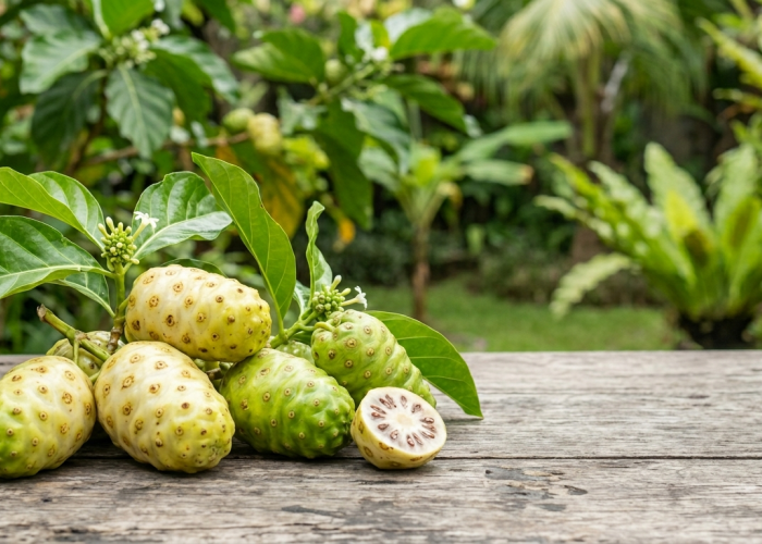 Tinggi Khasiat tapi Bau Menyengat, Ini Tips Tepat Mengolah Buah Mengkudu