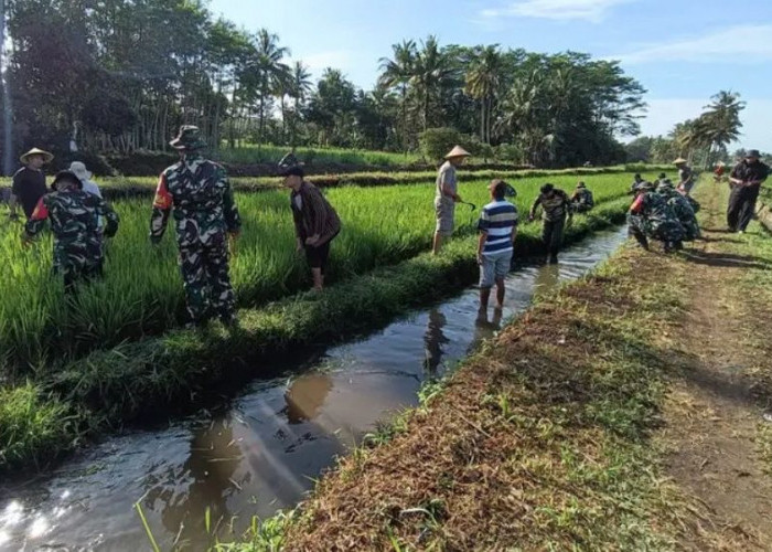 TNI AD Dukung Petani Kota Malang, Terjun Langsung Ikut  Perawatan Demplot di Wonokoyo
