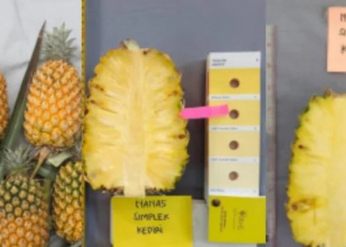 Mengungkap Fakta Medis Buah Nanas: Benarkah Dilarang Dikonsumsi saat Hamil dan Haid?